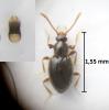 Stenichnus scutellaris